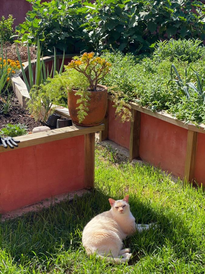 Janela De Marcia Bed And Breakfast フロリアノポリス エクステリア 写真
